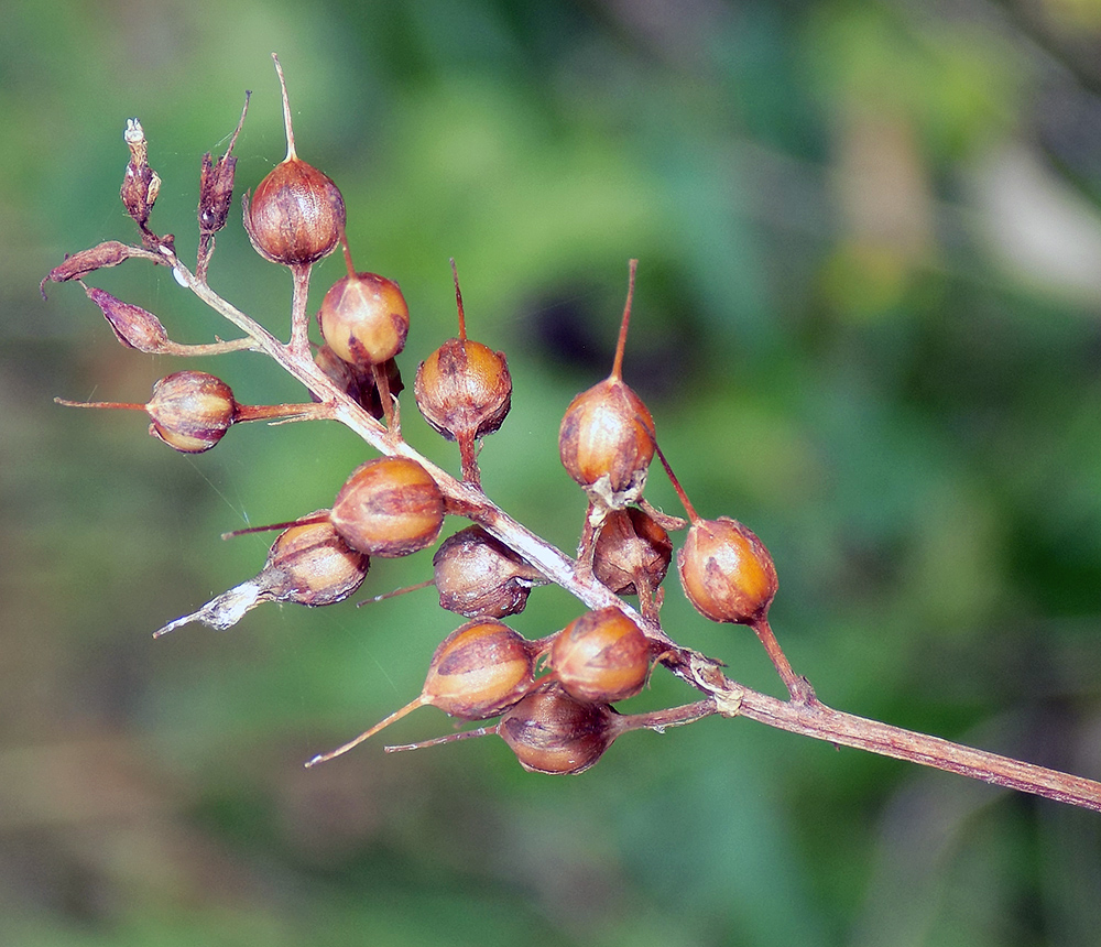 Image of Lysimachia dubia specimen.