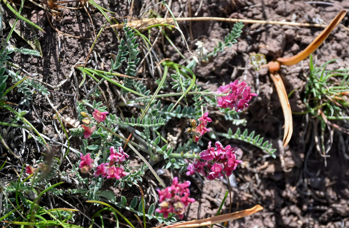 Image of Oxytropis ervicarpa specimen.