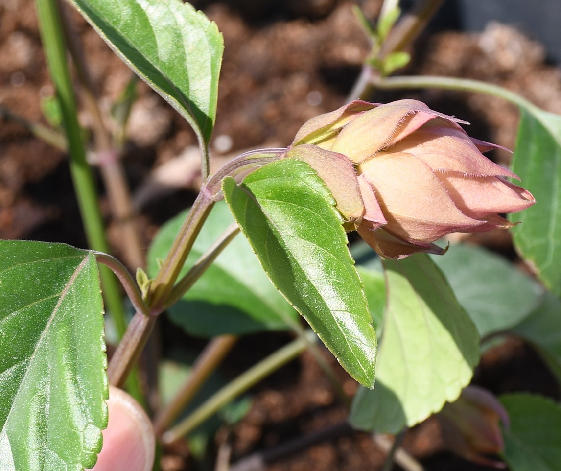 Image of Salvia dorisiana specimen.