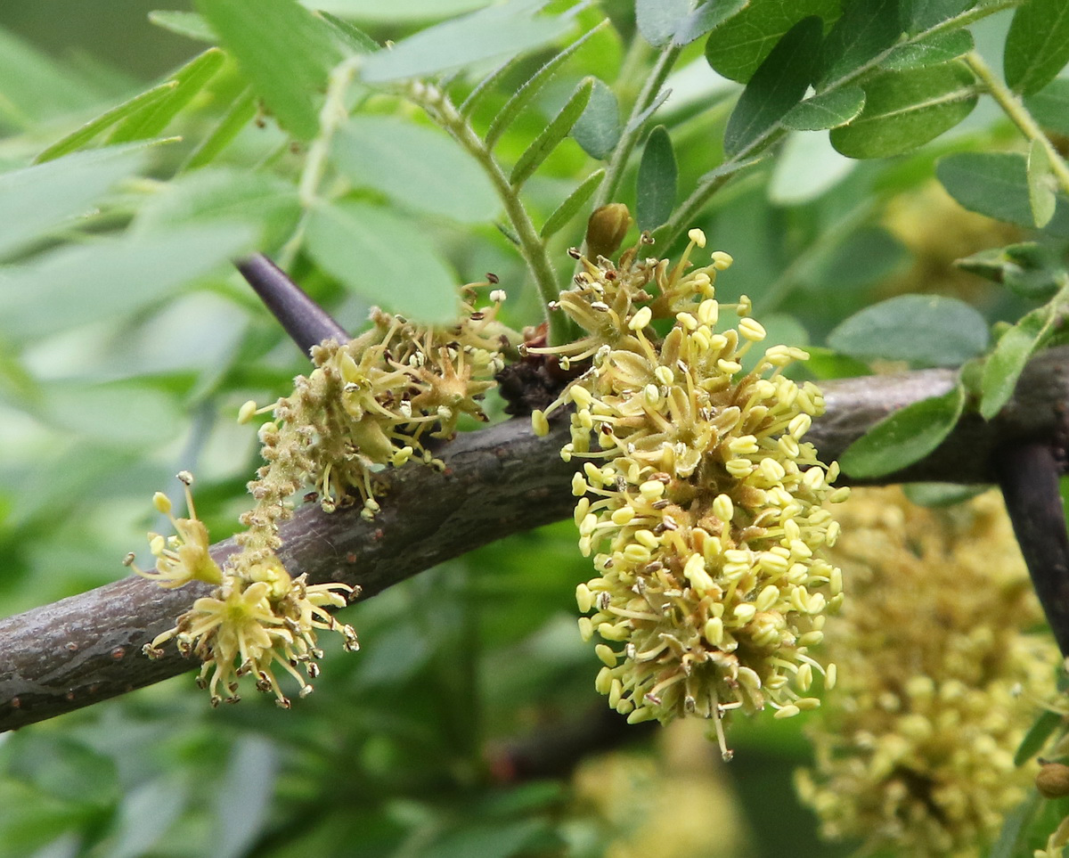 Изображение особи Gleditsia triacanthos.