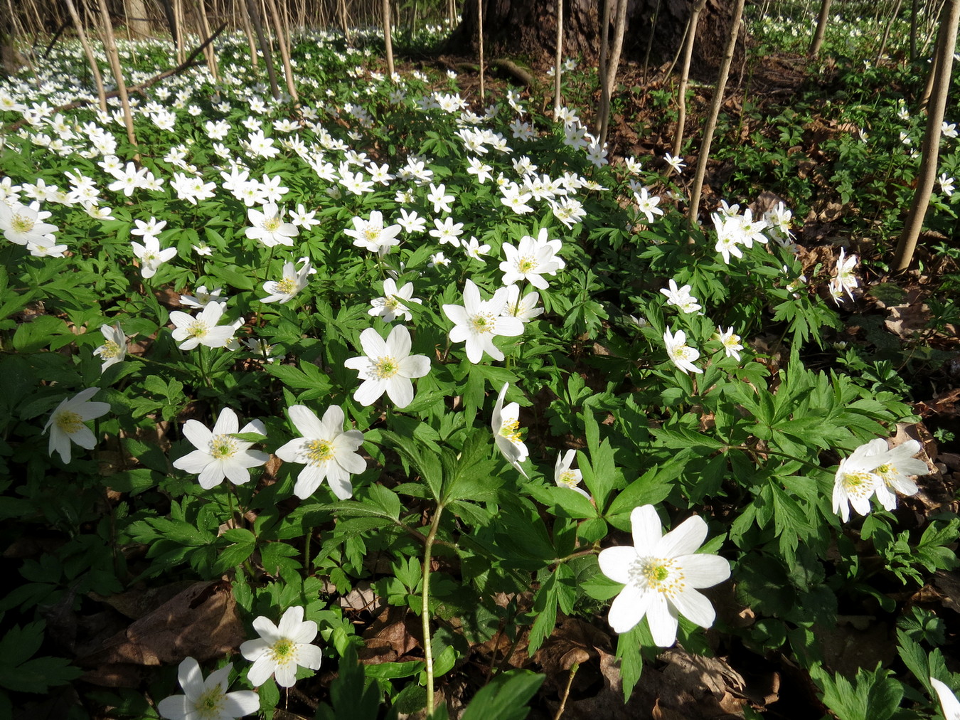 Image of Anemone nemorosa specimen.