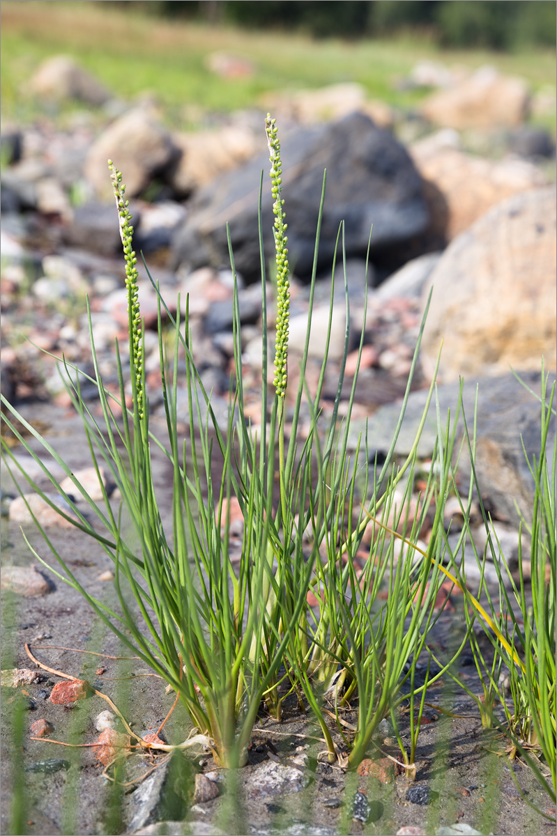 Image of Triglochin maritima specimen.