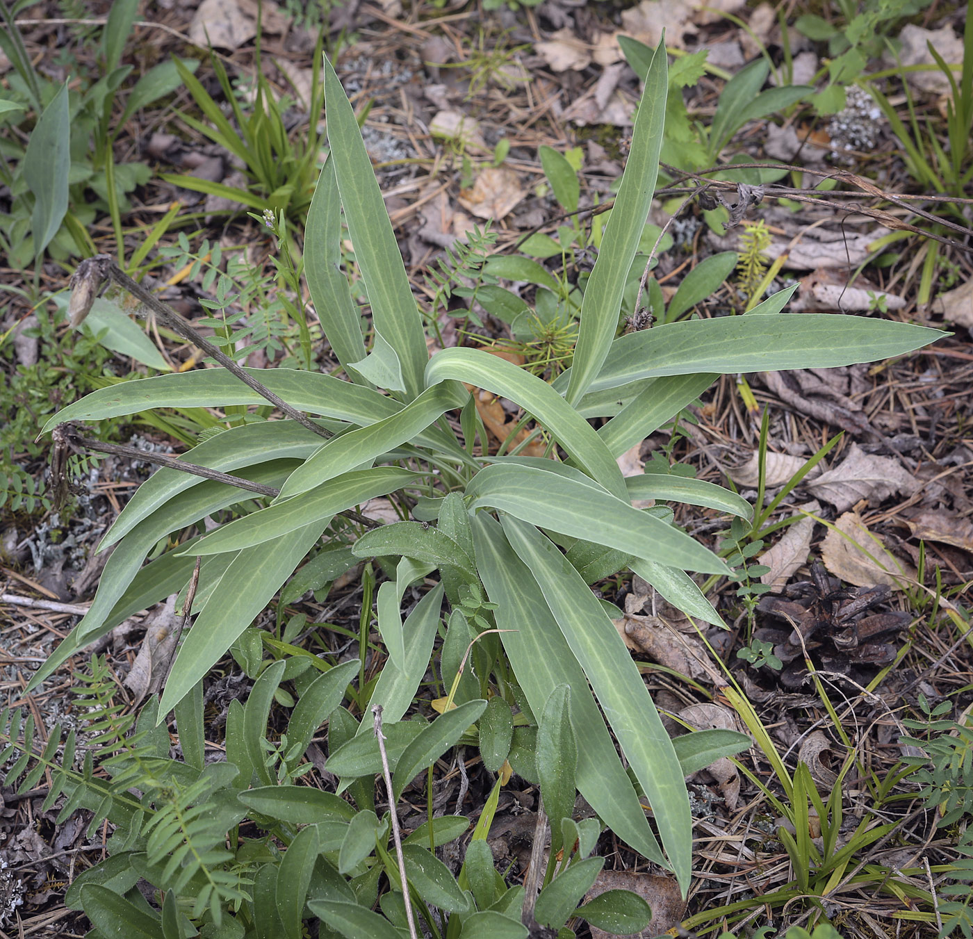 Image of Scorzonera glabra specimen.