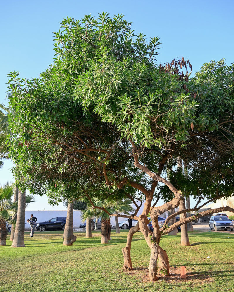 Image of Myoporum laetum specimen.