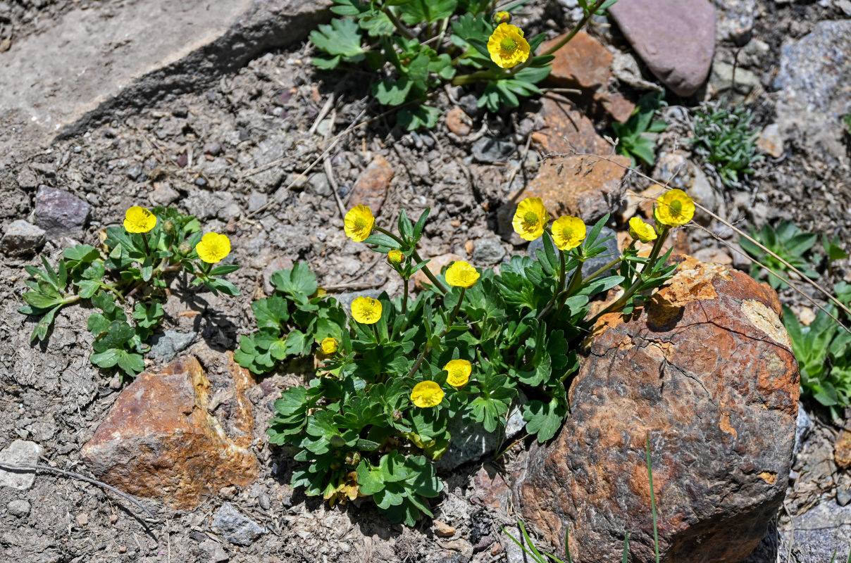 Изображение особи Ranunculus songaricus.