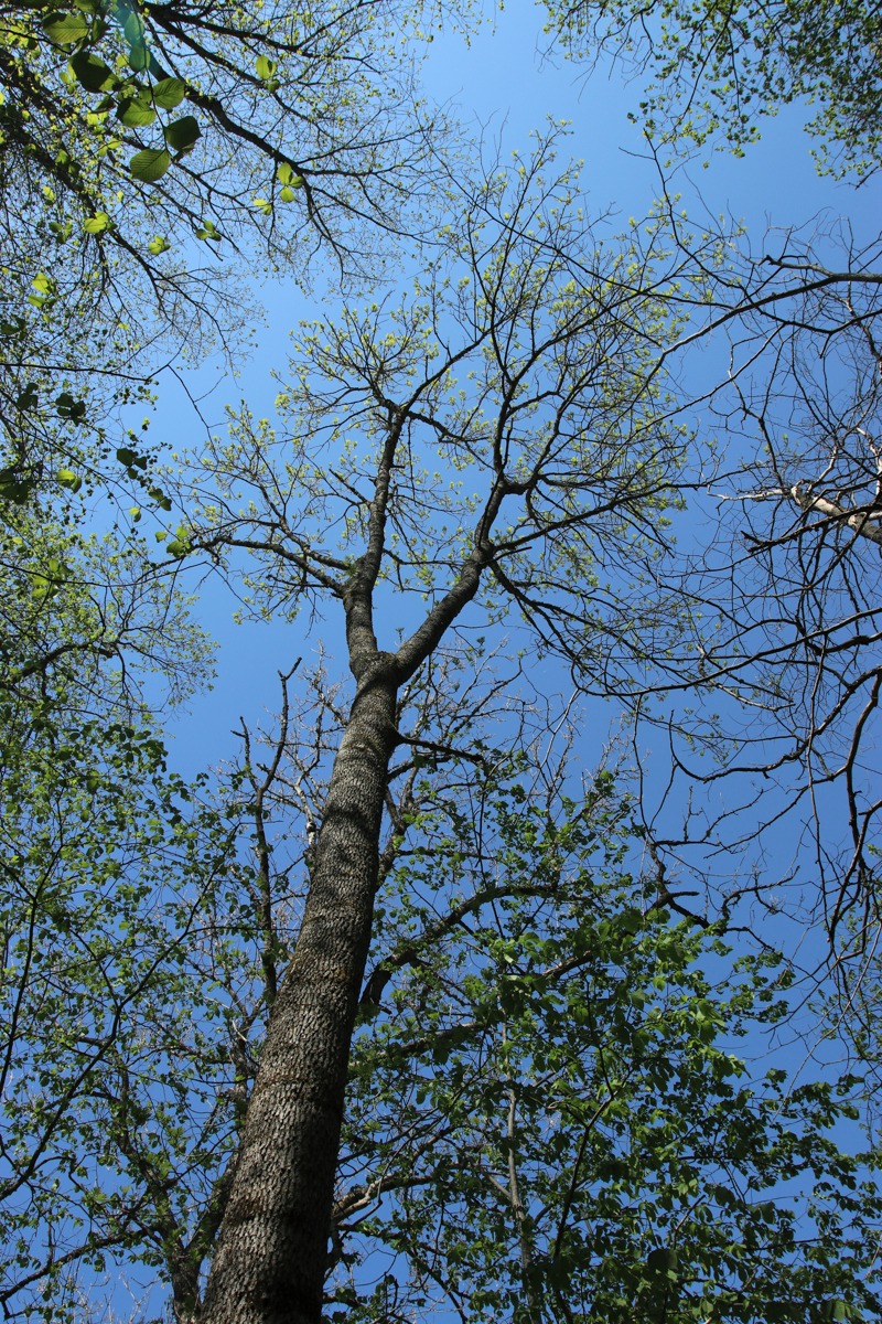 Image of Fraxinus excelsior specimen.