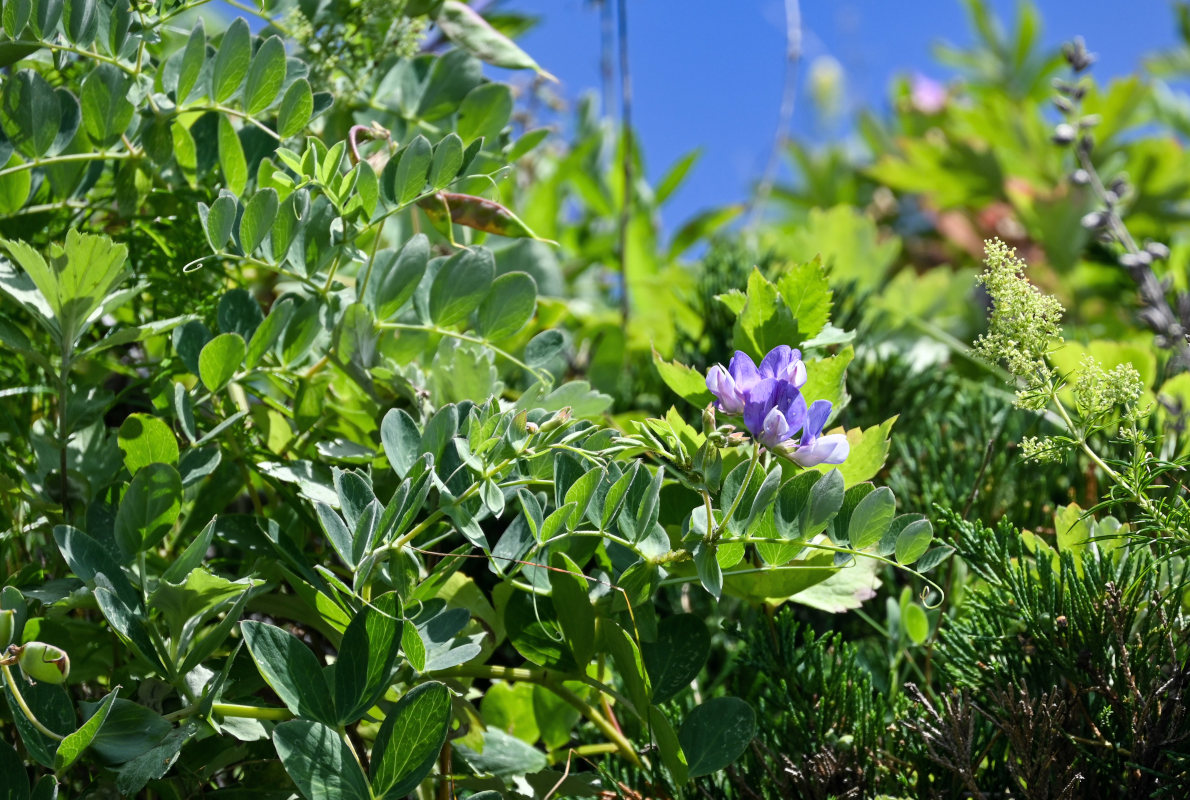 Image of Lathyrus japonicus specimen.