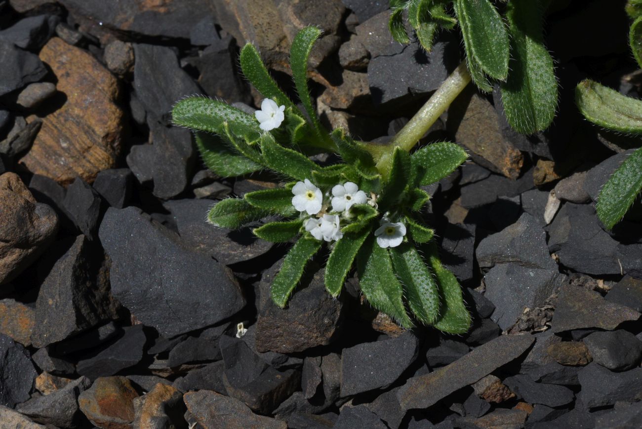 Изображение особи Trigonocaryum involucratum.