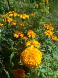 Tagetes patula. Верхушки цветущих растений. Хабаровский край, г. Хабаровск, ул. Ульяновская 60, в культуре. 28.08.2023.