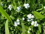 Myosotis palustris. Соцветия. Ярославская обл., Некоузский р-н, д. Верховина, р. Латка. 07.08.2004.