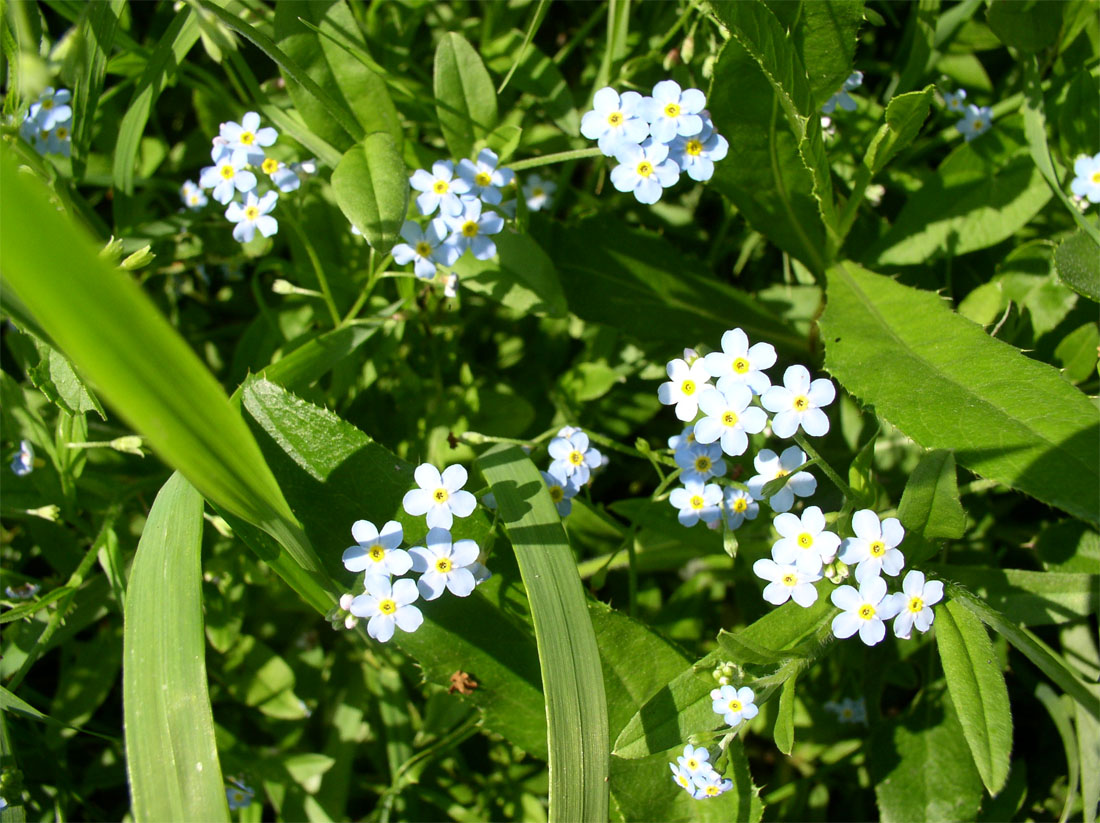 Image of Myosotis palustris specimen.