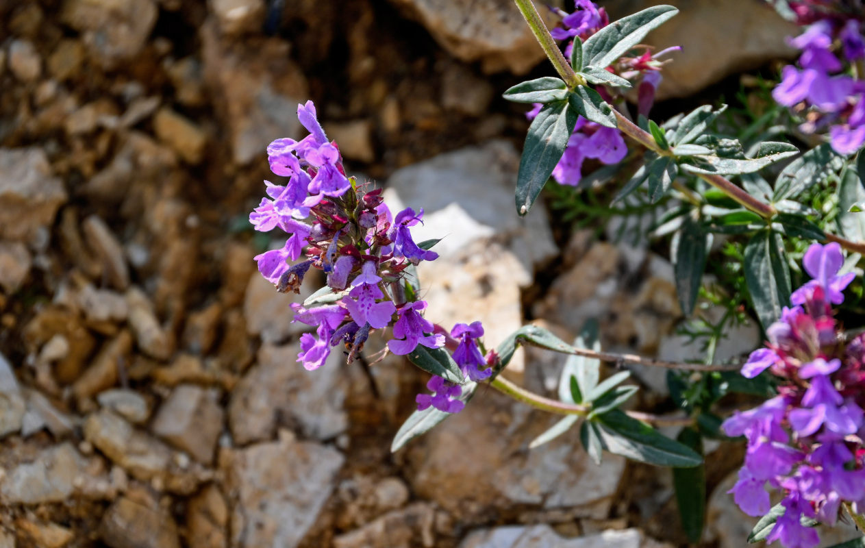 Изображение особи Dracocephalum integrifolium.