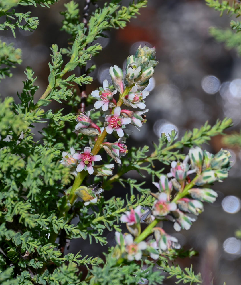 Image of genus Myricaria specimen.