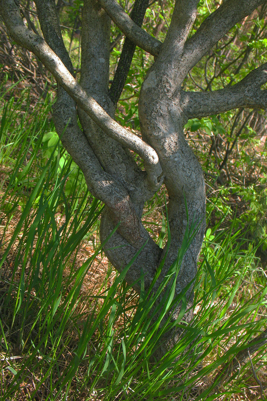 Image of Euonymus verrucosus specimen.