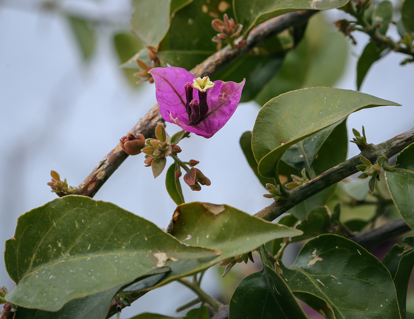 Изображение особи Bougainvillea glabra.