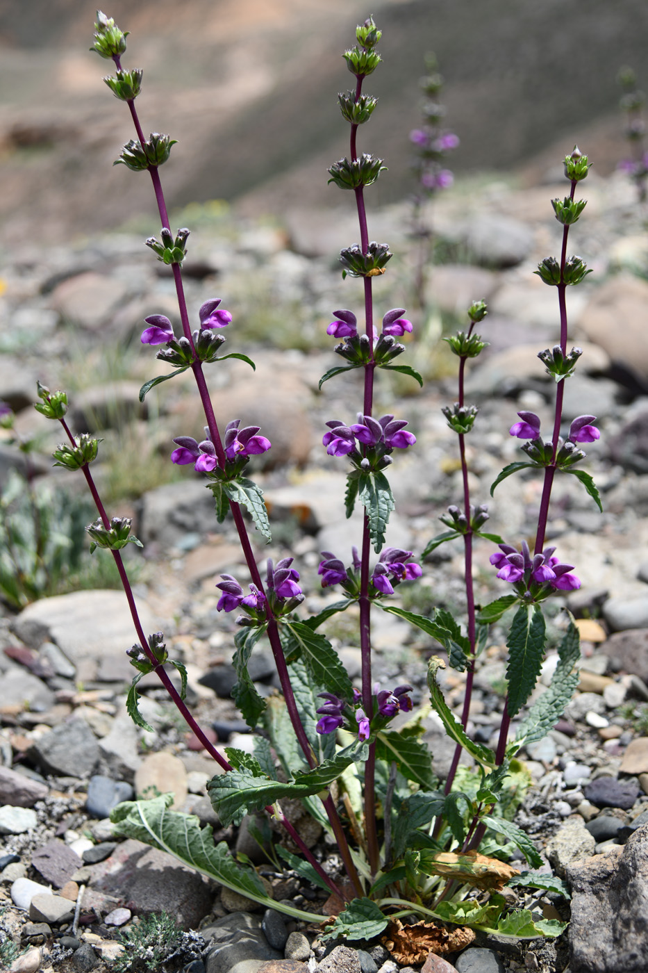 Изображение особи Phlomoides zenaidae.