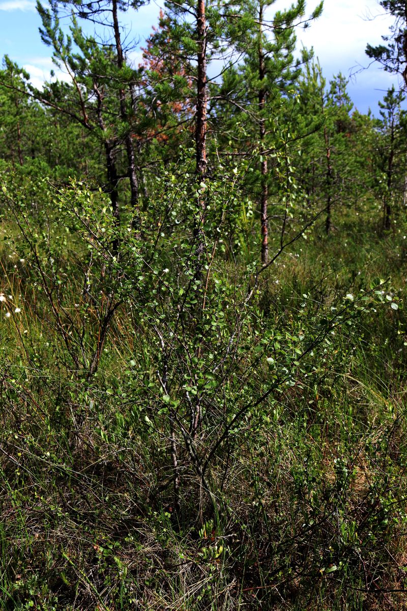 Image of Betula &times; intermedia specimen.