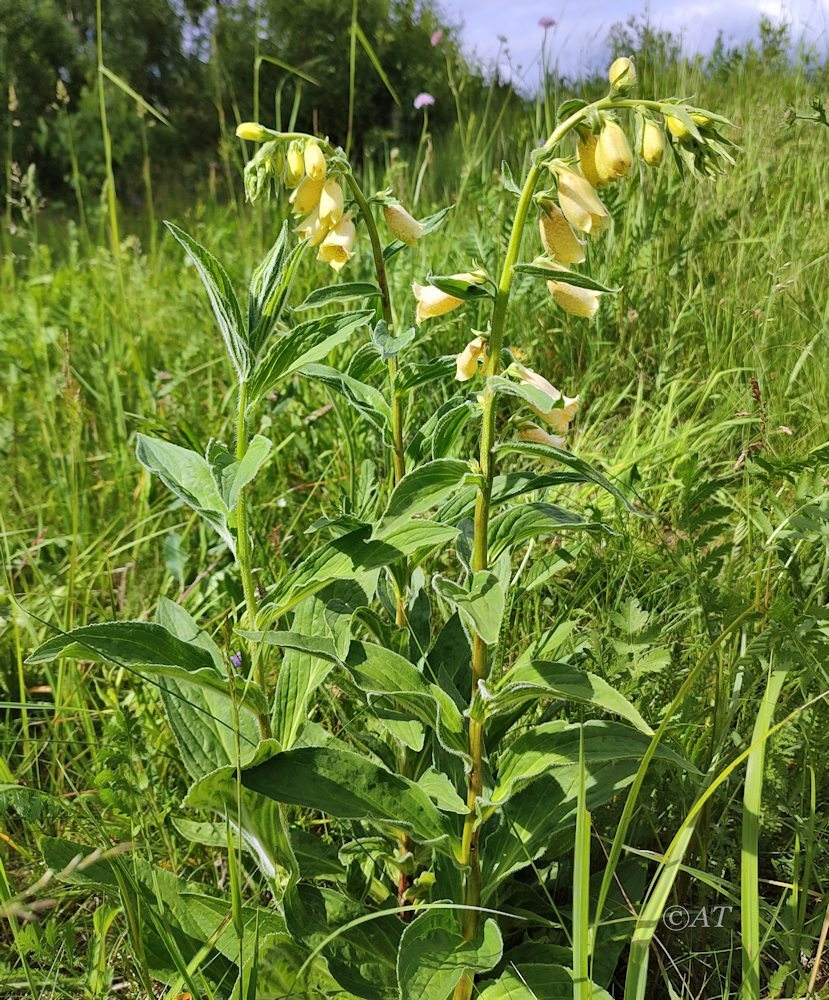 Image of Digitalis grandiflora specimen.