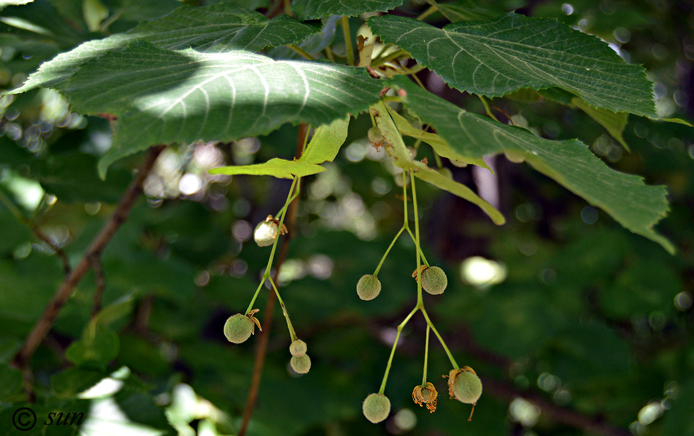 Image of Tilia cordifolia specimen.