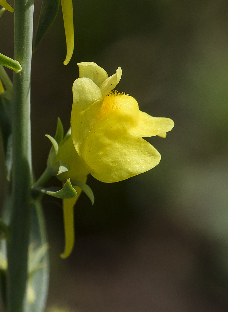 Изображение особи Linaria genistifolia.