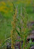 Rumex crispus. Верхушки побегов с соплодиями. Карелия, о-в Валаам, каменистый участок берега. 21.06.2012.