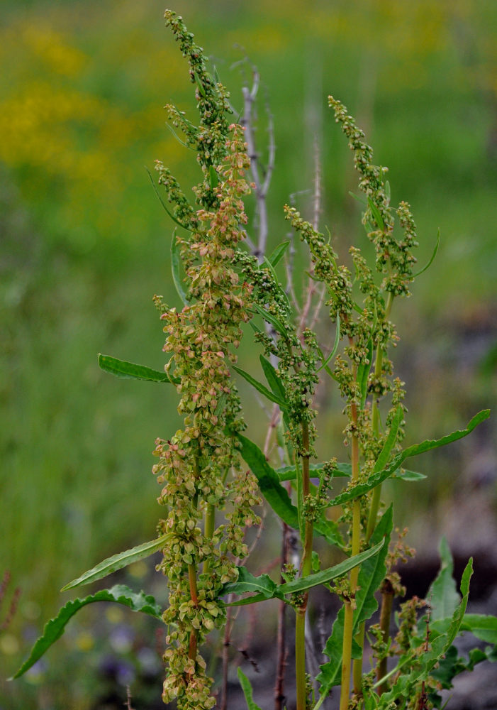 Image of Rumex crispus specimen.