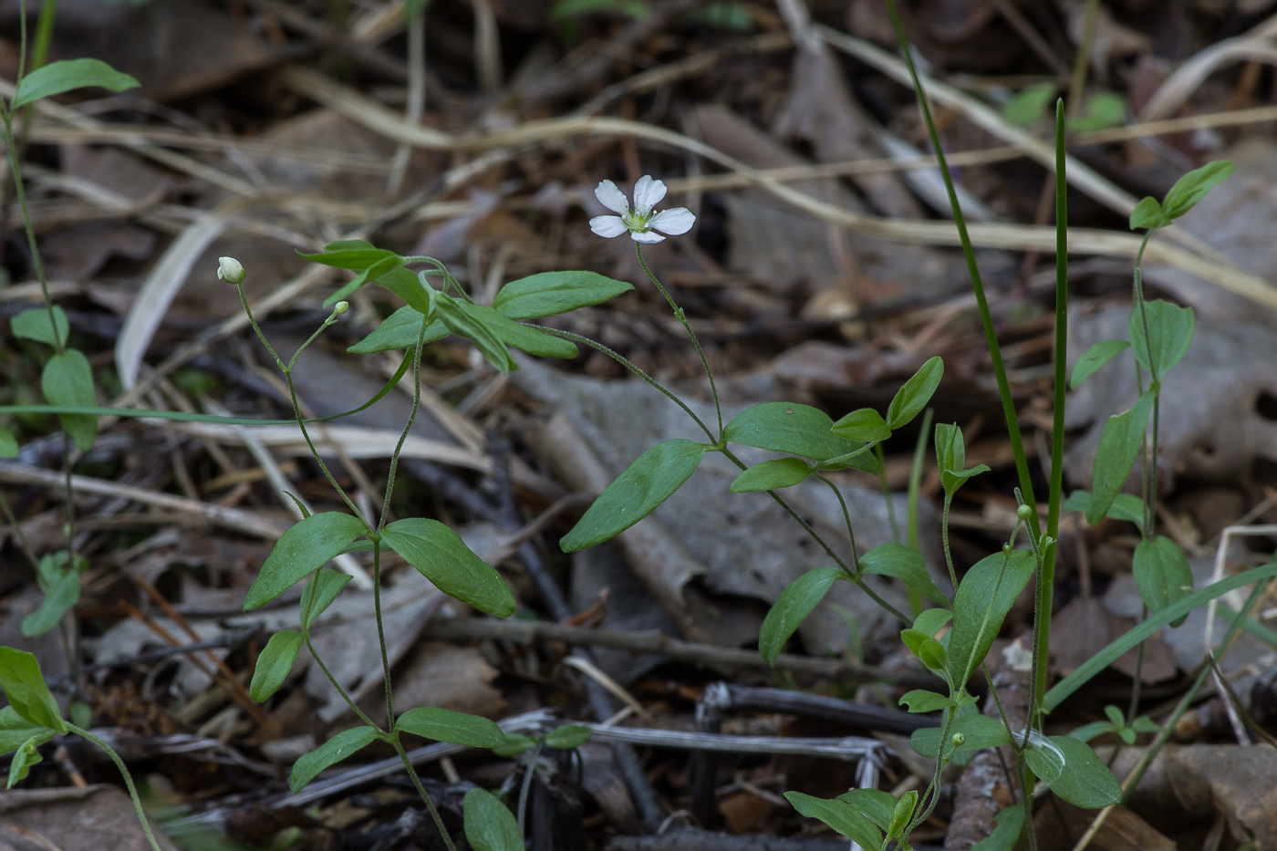 Image of Moehringia lateriflora specimen.