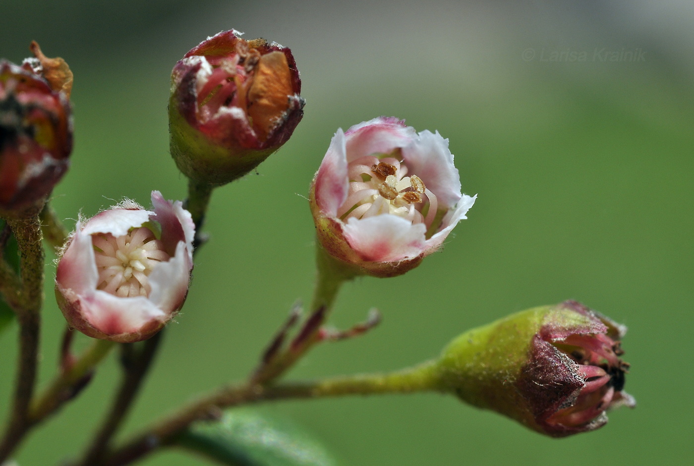 Image of Cotoneaster lucidus specimen.