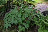 Paeonia obovata. Плодоносящее растение. Сахалин, г. Южно-Сахалинск, горнолыжный комплекс \"Горный воздух\", опушка смешанного леса. 25.08.2023.