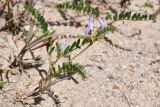 Astragalus tibetanus. Цветущее растение. Казахстан, Алматинская обл., Северный Тянь-Шань, дол. р. Кегень, пески Кум-Текей, ≈ 2000 м н.у.м., барханные пески. 26 июля 2024 г.