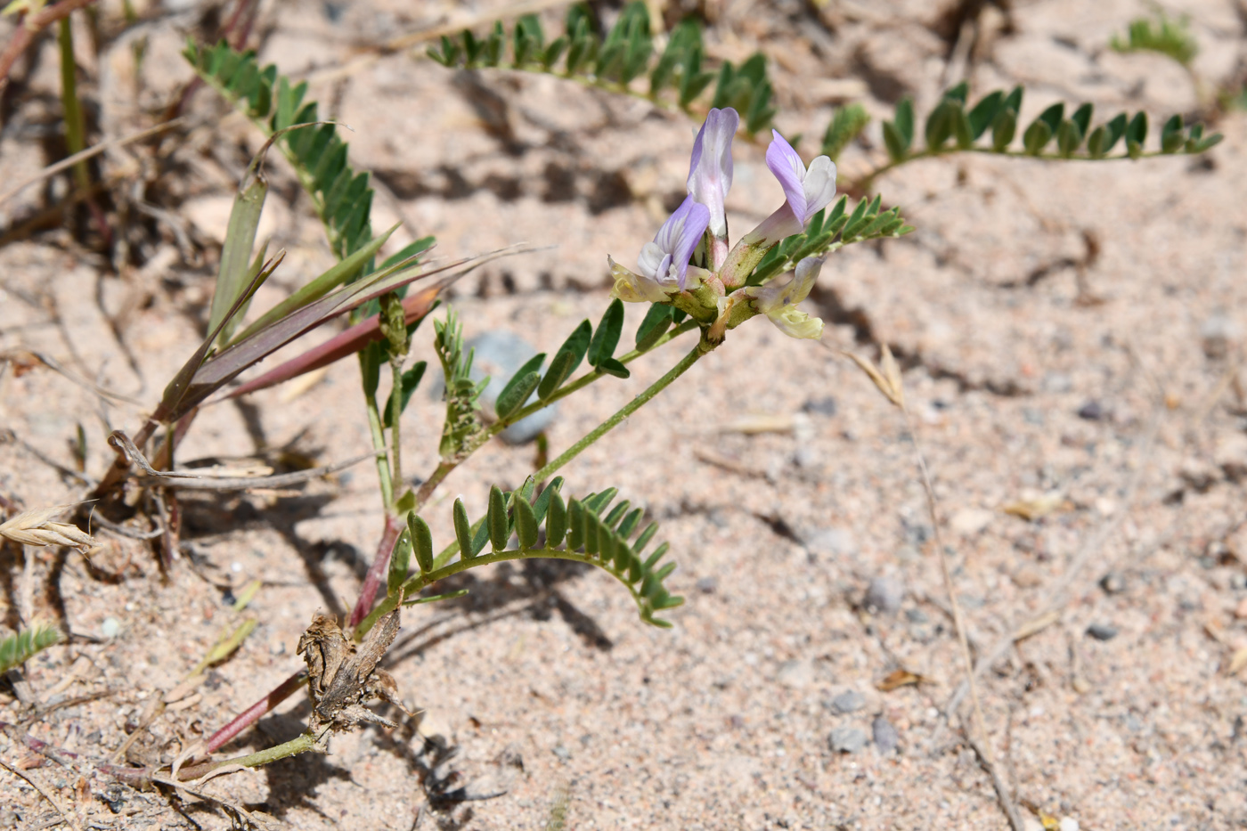 Изображение особи Astragalus tibetanus.