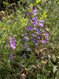 Vicia elegans. Верхушки побегов цветущего растения в сообществе с Oberna. Крым, Южный Берег, сев. склон горы Аю-Даг, возле туристической тропы. 25.05.2024.