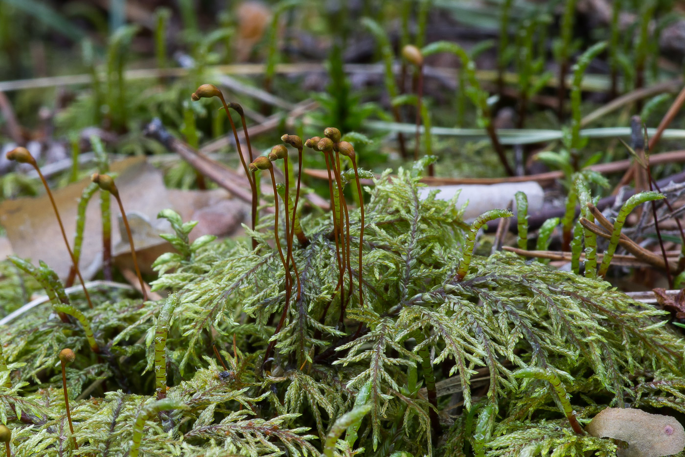 Изображение особи Hylocomium splendens.