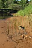 Equisetum fluviatile. Спороносящие растения. Ленинградская обл., Лужский р-н, окр. дер. Кемка, русло р. Луга, обсохшая прибрежная отмель. 13.06.2024.