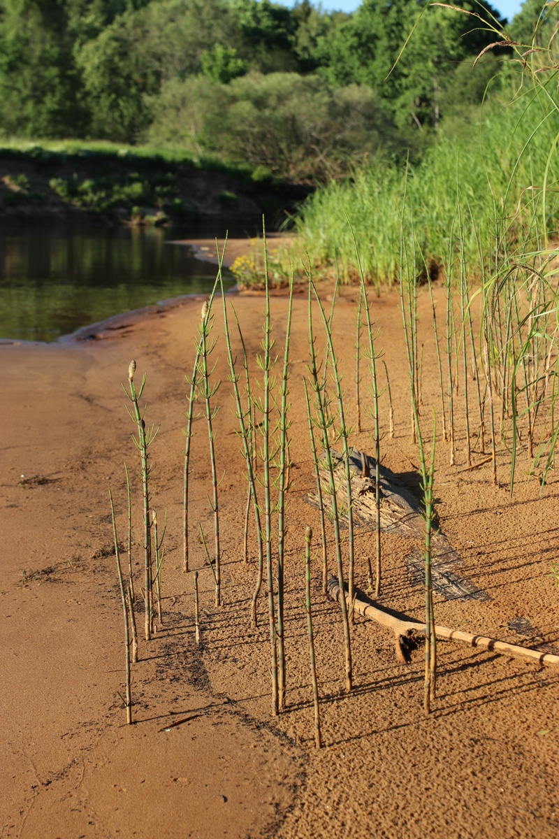 Image of Equisetum fluviatile specimen.