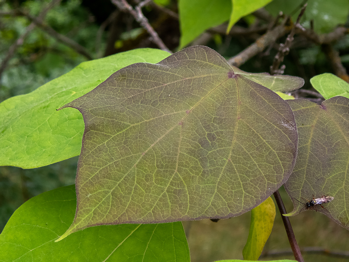 Изображение особи Catalpa bignonioides.