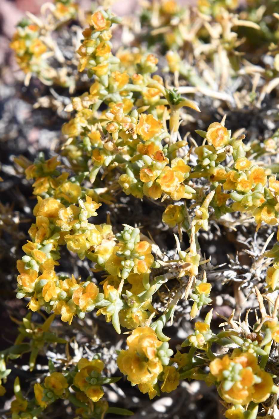 Изображение особи Arthrophytum longibracteatum.