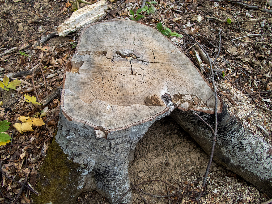 Image of Fagus &times; taurica specimen.