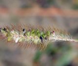 Setaria pumila