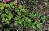 Rubus nessensis. Верхушка побега отплодоносившего растения. Тверская обл., Конаковский р-н, дол. р. Сестра, опушка смешанного леса. 07.09.2024.