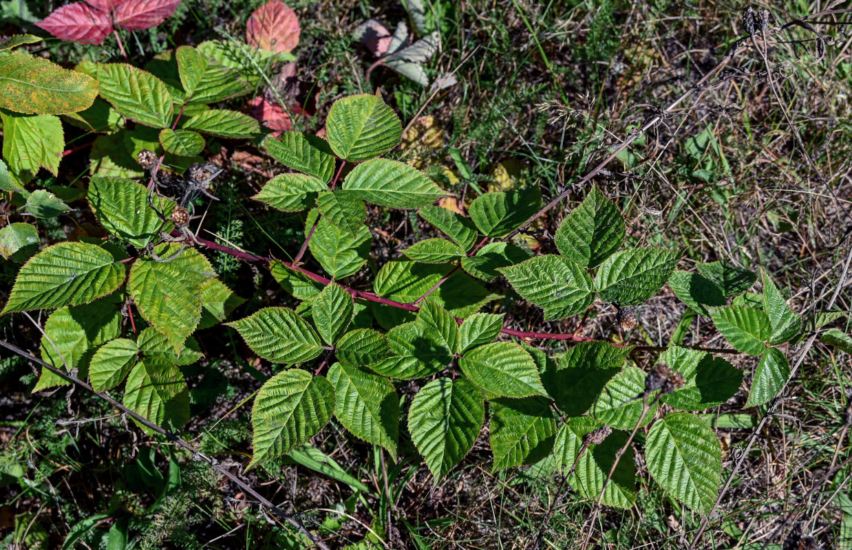 Изображение особи Rubus nessensis.