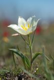 Tulipa suaveolens