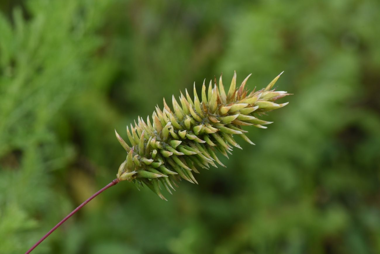 Image of Anthoxanthum alpinum specimen.