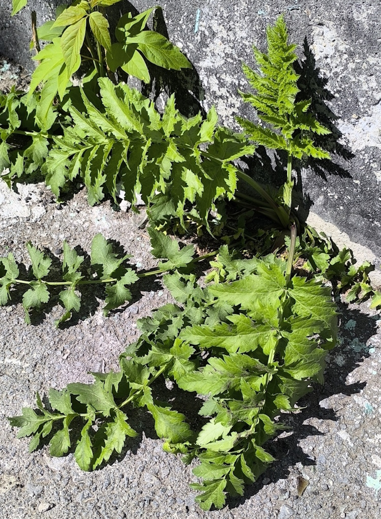 Изображение особи Pastinaca sylvestris.