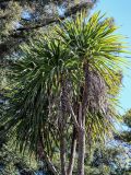 род Yucca