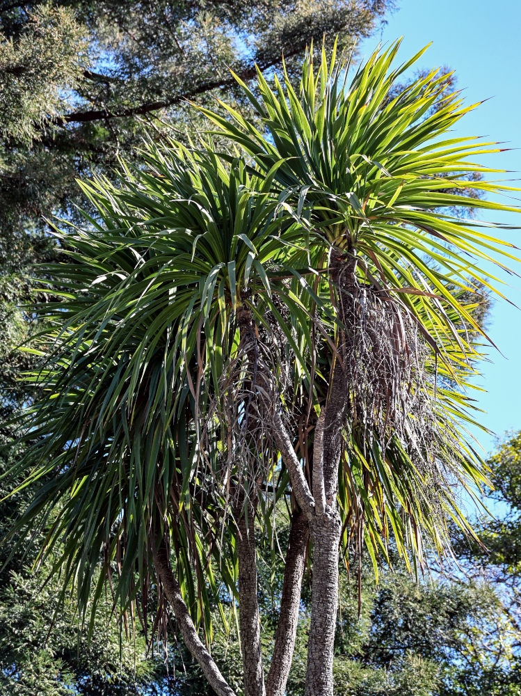 Изображение особи род Yucca.