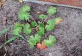 View full-size image Geranium pusillum
