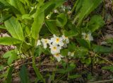 Смотреть изображение Primula vulgaris