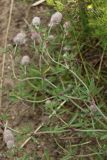 View full-size image Trifolium arvense