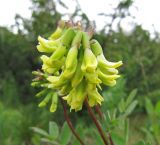 Astragalus frigidus. Соцветие. Коми, Интинский р-н, нац. парк \"Югыд Ва\", Приполярный Урал, бассейн р. Пелингичей, долина руч. Южный. 17.07.2010.